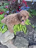 Minnie , a female Poodle - Miniature  for sale in Hopkinsville, KY – 3 of 3