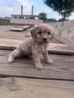 Muffin, a female Cavapoo for sale in Hopkinsville, KY – 2 of 4