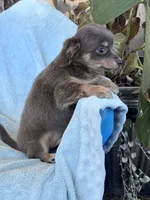 Brownie, a male Chihuahua for sale in Hopkinsville, KY – 6 of 6