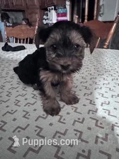 Izzy, a female Yorkshire Terrier for sale in Hopkinsville, KY – Photo 1 of 7