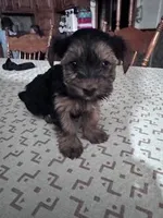 Izzy, a female Yorkshire Terrier for sale in Hopkinsville, KY – Photo 1 of 7