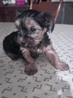 Izzy, a female Yorkshire Terrier for sale in Hopkinsville, KY – Photo 2 of 7