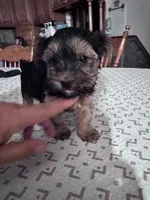 Izzy, a female Yorkshire Terrier for sale in Hopkinsville, KY – Photo 3 of 7