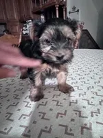 Izzy, a female Yorkshire Terrier for sale in Hopkinsville, KY – Photo 5 of 7