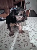 Izzy, a female Yorkshire Terrier for sale in Hopkinsville, KY – Photo 4 of 7