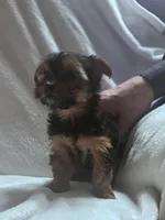 Izzy, a female Yorkshire Terrier for sale in Hopkinsville, KY – Photo 7 of 7