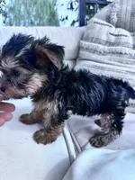 Ziggy, a male Yorkshire Terrier for sale in Hopkinsville, KY – 8 of 8
