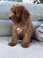 Pumpkin , a male Poodle - Miniature  for sale in Hopkinsville, KY – 4 of 6