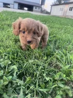 Ruby, a female Cavapoo for sale in Hopkinsville, KY – 5 of 6