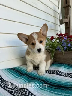 Dunplin – Pembroke Welsh Corgi puppy for sale in Hopkinsville, KY