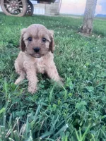 Sadie, a female Cavapoo for sale in Hopkinsville, KY – 4 of 9