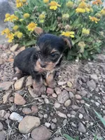 Daisy, a female Yorkshire Terrier for sale in Hopkinsville, KY – 6 of 6