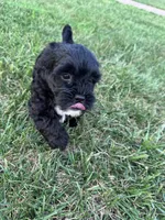 The sweetest boy on earth, a male Shihpoo for sale in Hopkinsville, KY – 5 of 7