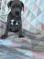 King, a male Cane Corso for sale in Hopkinsville, KY – 4 of 5