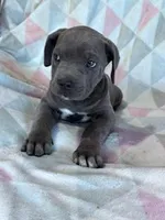 King, a male Cane Corso for sale in Hopkinsville, KY – 2 of 5