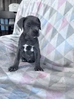 King, a male Cane Corso for sale in Hopkinsville, KY – 1 of 5