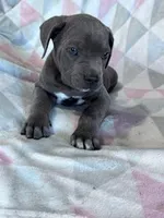 King, a male Cane Corso for sale in Hopkinsville, KY – 3 of 5