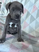 King, a male Cane Corso for sale in Hopkinsville, KY – 5 of 5