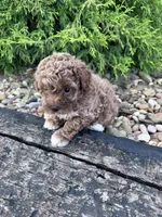 Socks, a female Poodle - Miniature  for sale in Hopkinsville, KY – 2 of 5