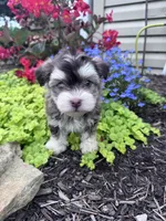 Raffy, a male Havanese for sale in Hopkinsville, KY – 4 of 6