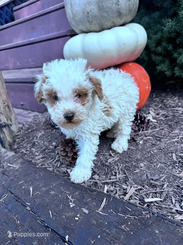 Snoopy  – Poodle - Miniature  puppy for sale in Hopkinsville, KY
