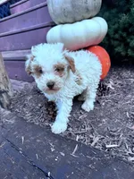 Snoopy , a male Poodle - Miniature  for sale in Hopkinsville, KY – 2 of 4