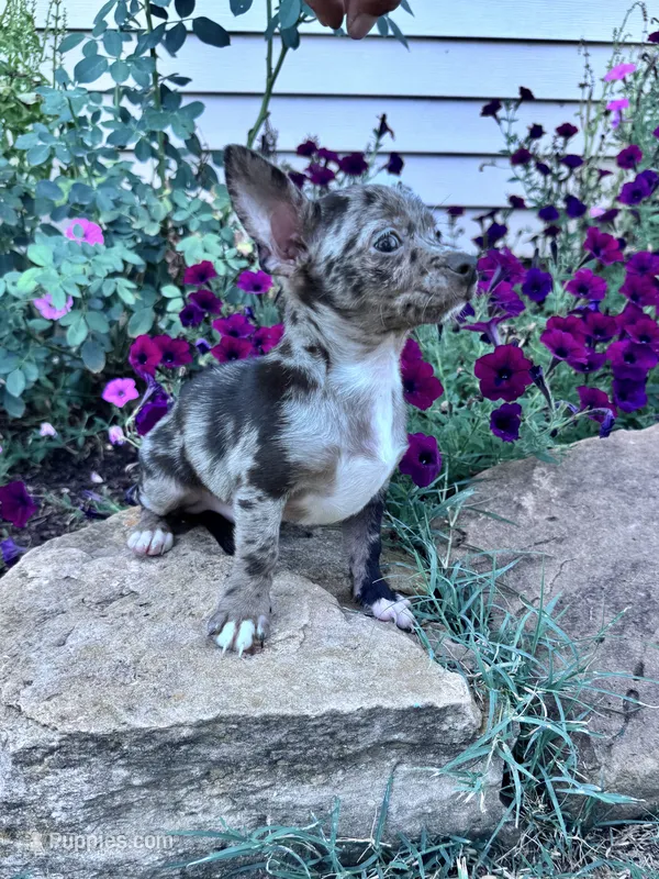Bandit – Chihuahua puppy for sale in Hopkinsville, KY