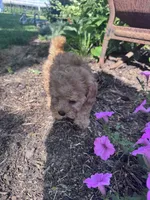 Skippy skip, a male Chipoo for sale in Hopkinsville, KY – 3 of 5