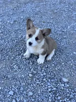 Tator Tot, a male Pembroke Welsh Corgi for sale in Hopkinsville, KY – 2 of 8