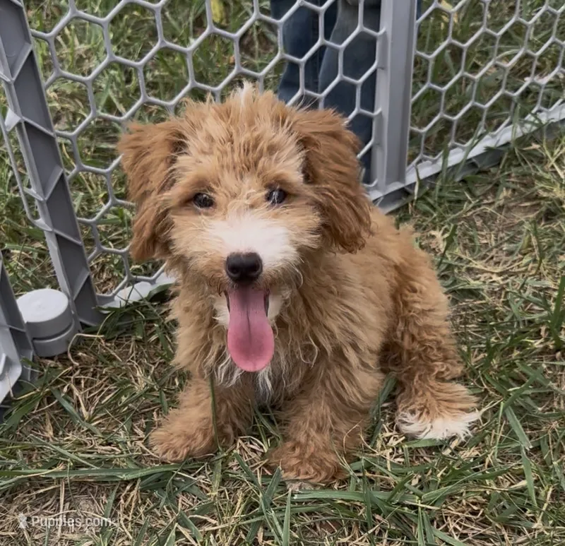 Charlie – Yorkipoo puppy for sale in Hopkinsville, KY