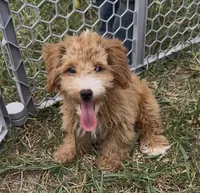 Charlie, a male Yorkipoo for sale in Hopkinsville, KY – 1 of 7