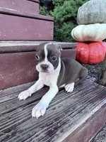 Roxy, a female Boston Terrier for sale in Hopkinsville, KY – 3 of 4