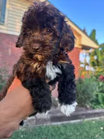 Oreo, a female Cavapoo and Bichpoo for sale in Hopkinsville, KY – 3 of 4