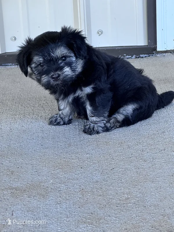 Milo – Havanese puppy for sale in Hopkinsville, KY