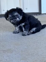 Milo, a male Havanese for sale in Hopkinsville, KY – 1 of 4