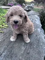 Sofia, a female Havapoo for sale in Hopkinsville, KY – 1 of 6