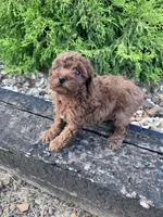 Ruby, a female Poodle - Miniature  for sale in Hopkinsville, KY – 5 of 5