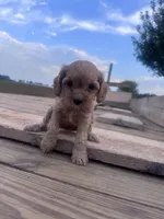 Honey , a female Cavapoo for sale in Hopkinsville, KY – 3 of 5
