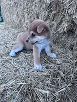 Kuma, a male Shiba Inu for sale in Hopkinsville, KY – 3 of 5