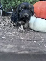 Freddy, a male Yorkipoo for sale in Hopkinsville, KY – 2 of 4
