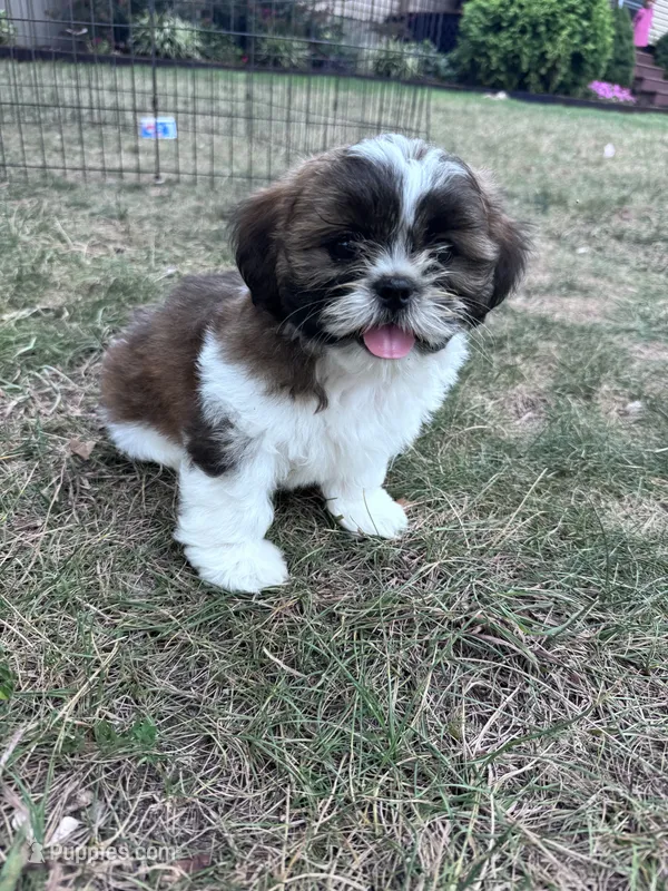 Chewy – Shih Tzu puppy for sale in Hopkinsville, KY