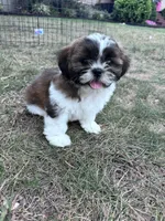 Scooter , a male Shih Tzu for sale in Hopkinsville, KY – 1 of 5