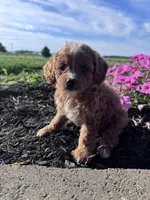 Ginger, a female Cavapoo for sale in Hopkinsville, KY – 3 of 4