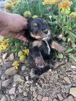 Yogi, a male Yorkshire Terrier for sale in Hopkinsville, KY – 6 of 6