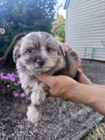 Minnie, a female Chipoo for sale in Hopkinsville, KY – 4 of 4