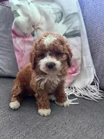 Lucy , a female Cockapoo for sale in Hopkinsville, KY – Photo 2 of 4