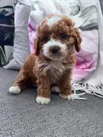 Lucy , a female Cockapoo for sale in Hopkinsville, KY – Photo 3 of 4