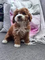 Lucy , a female Cockapoo for sale in Hopkinsville, KY – Photo 4 of 4