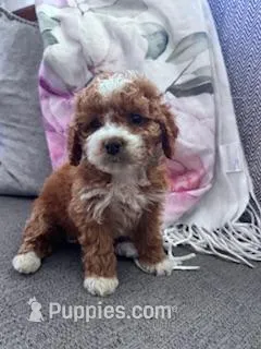 Lucy  – Cockapoo puppy for sale in Hopkinsville, KY