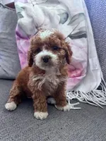 Lucy , a female Cockapoo for sale in Hopkinsville, KY – Photo 1 of 4